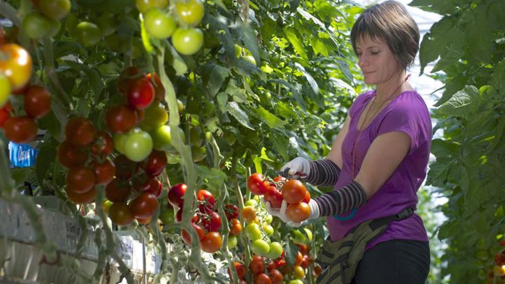 La surface globale des serres en tomates et concombres (les principales cultures) couvre 1 081,6 ha en France. La culture sous serre est pourvoyeuse de 10 000 emplois directs. © Tomates de France